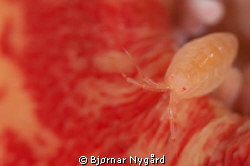 Amphipoda on anemone by Bjørnar Nygård 